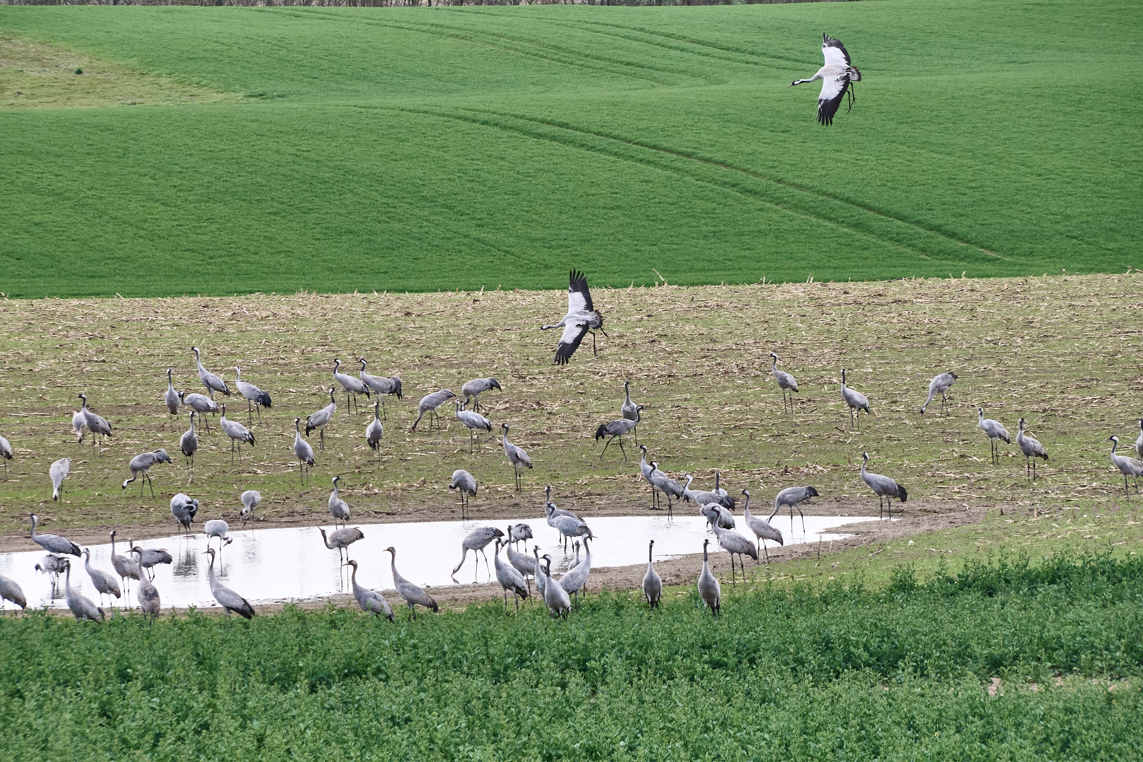 Kraniche auf dem Feld